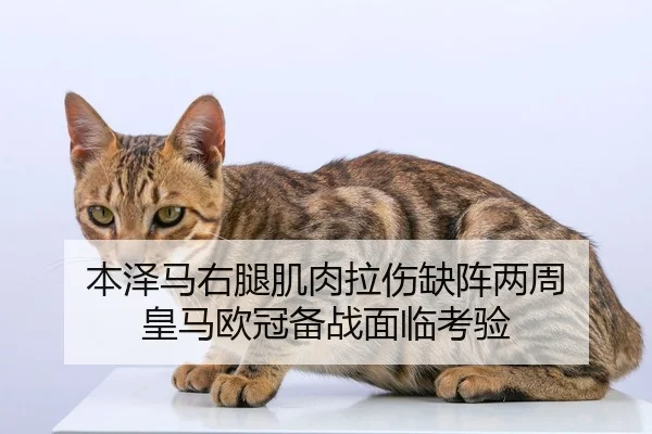ben-ze-ma-you-tui-ji-rou-la-shang-que-zhen-liang-zhou-huang-ma-ou-guan-bei-zhan-mian-lin-kao-yan-2-216.jpg